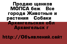 Продаю щенков МОПСА беж - Все города Животные и растения » Собаки   . Архангельская обл.,Архангельск г.